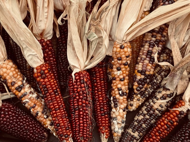 Plant-Based Cooking